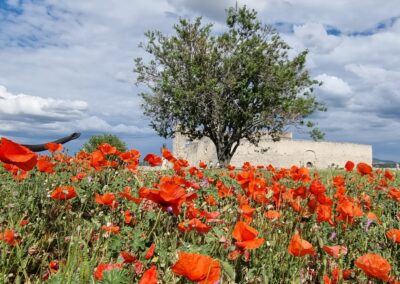 Provence reverie - circuits touristique en Provence