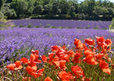 Provence reverie - circuits touristique en Provence