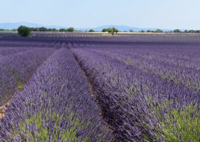 Provence reverie - circuits touristique en Provence