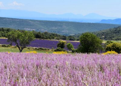 Provence reverie - circuits touristique en Provence