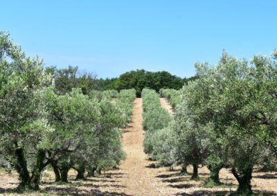 Provence reverie - circuits touristique en Provence