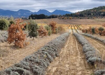 Provence reverie - cuitcuits touristique en Provence